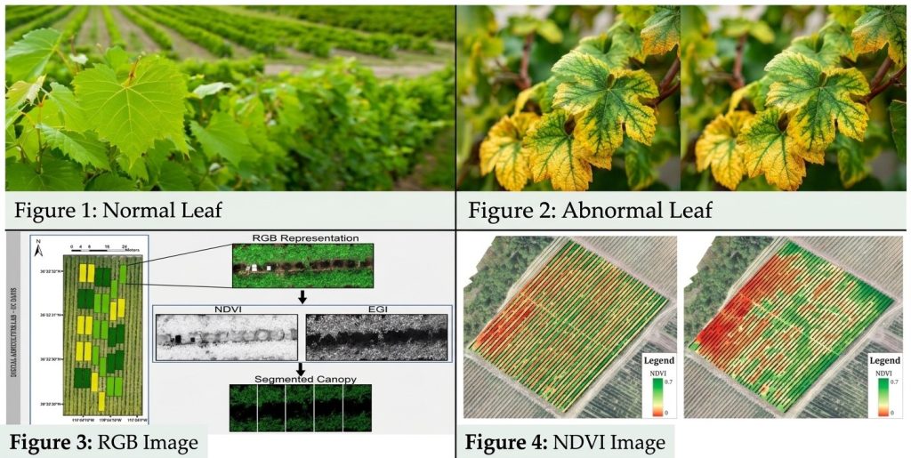 Vineyard canopy inspection using RGB and multispectral drone imagery for NDVI analysis